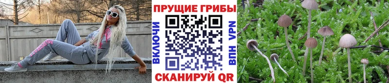 купить наркотики цена  кракен онион  Псилоцибиновые грибы Psilocybine cubensis  Меленки 
